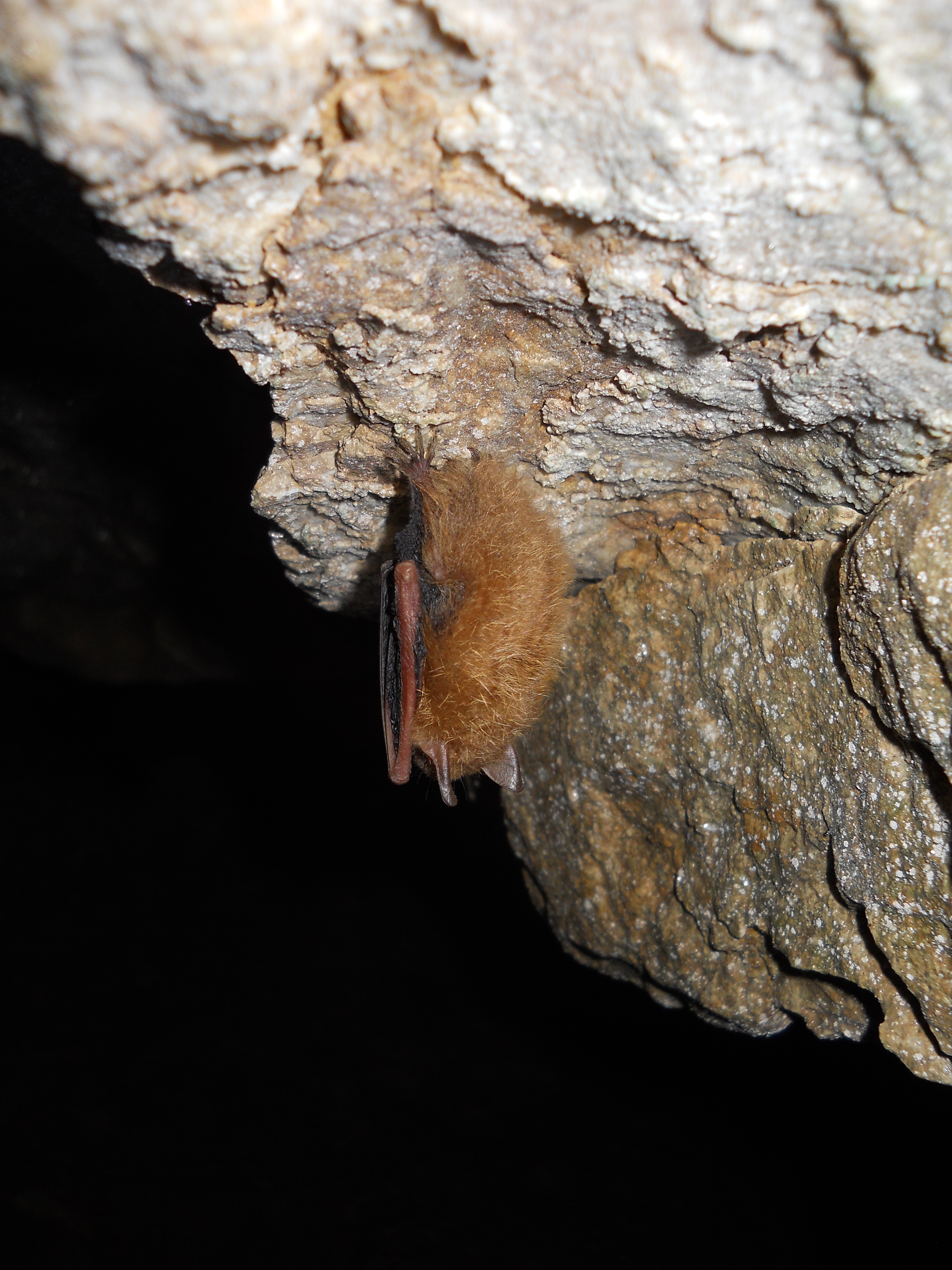 Pipistrelle Bat